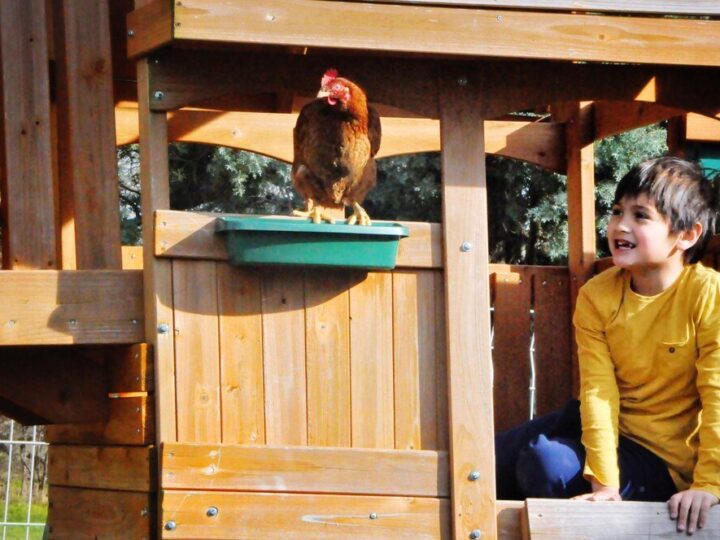 Projekt kurnika na 20 kur – wymiary, wyposażenie, praktyczne porady