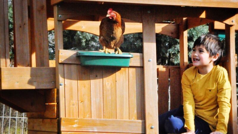 Projekt kurnika na 20 kur – wymiary, wyposażenie, praktyczne porady