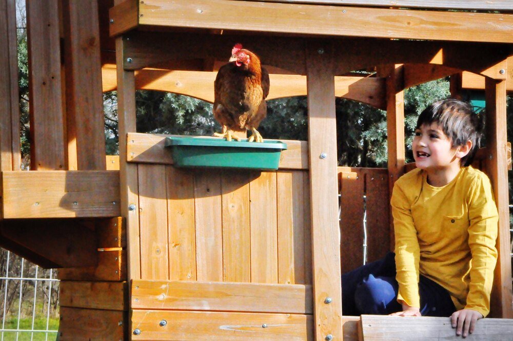 Projekt kurnika na 20 kur – wymiary, wyposażenie, praktyczne porady