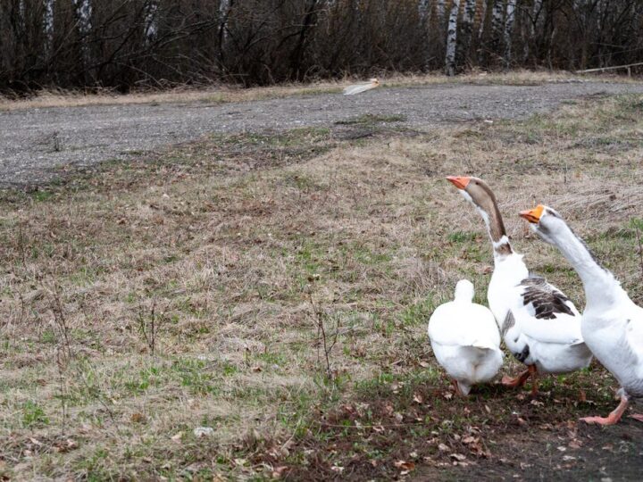 Przydomowa hodowla gęsi – co warto wiedzieć?