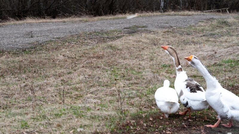 Przydomowa hodowla gęsi – co warto wiedzieć?