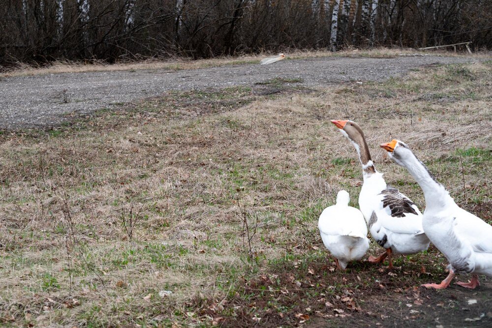 Przydomowa hodowla gęsi – co warto wiedzieć?