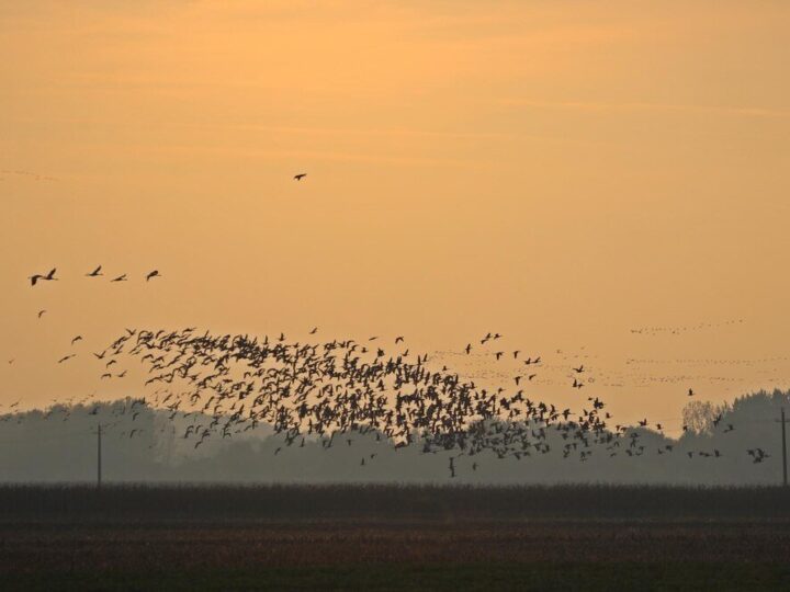 Ptaki odlatujące na zimę – jak je rozpoznać?