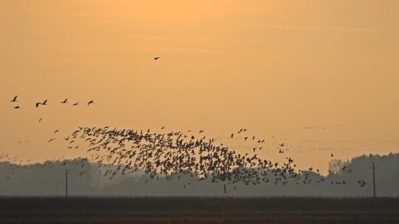 Ptaki odlatujące na zimę – jak je rozpoznać?