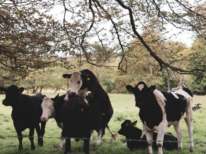 Puszka rogowa u krowy – budowa, funkcje, problemy