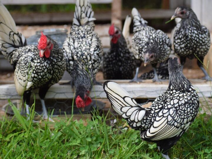 Rasy kur kury ozdobne – najpopularniejsze odmiany do przydomowego chowu
