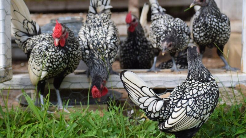 Rasy kur kury ozdobne – najpopularniejsze odmiany do przydomowego chowu