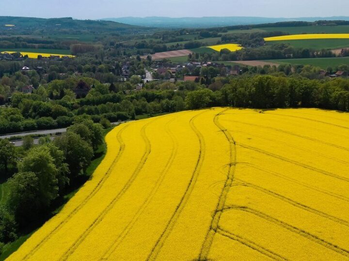 Rośliny uprawne w Polsce – najważniejsze gatunki i ich znaczenie