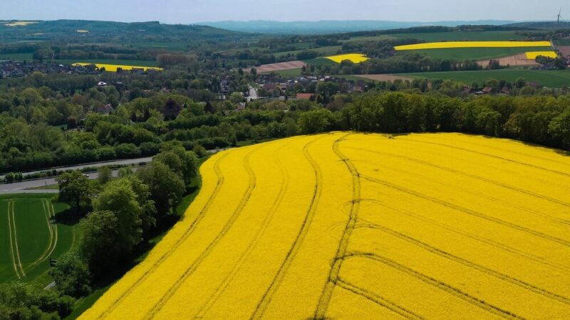 Rośliny uprawne w Polsce – najważniejsze gatunki i ich znaczenie