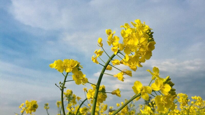 Rzepak – kiedy kwitnie? Terminy kwitnienia w Polsce