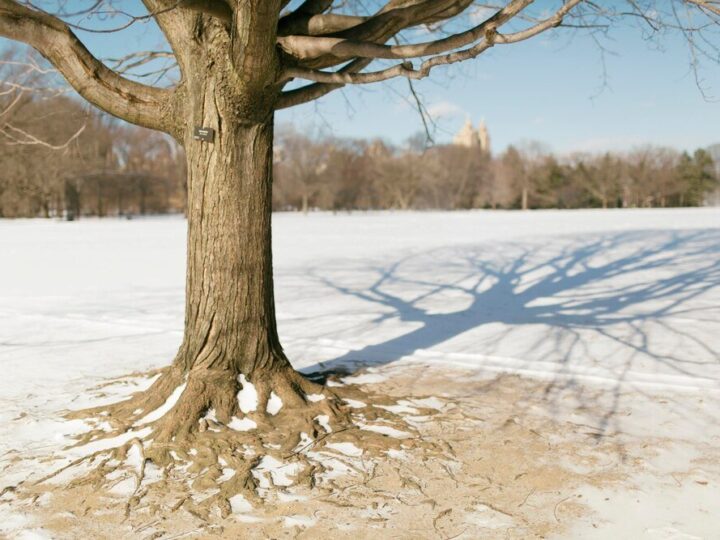 Sól na korzenie drzew – czy to działa i jakie ma skutki?