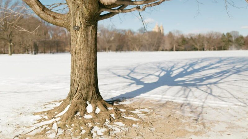 Sól na korzenie drzew – czy to działa i jakie ma skutki?