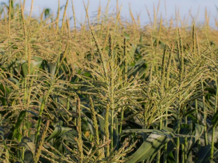 Sorgo – co to jest i jak je uprawiać?