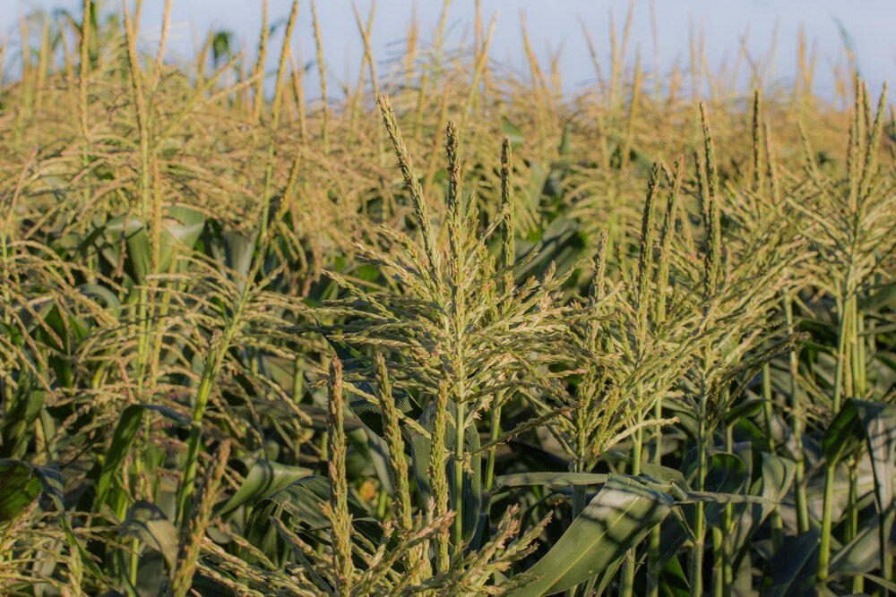 Sorgo – co to jest i jak je uprawiać?