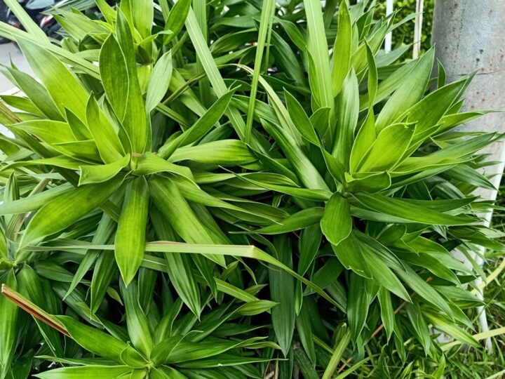 Trzmielina w ogrodzie: jak uprawiać, przycinać i dbać o krzewy