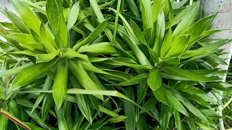 Trzmielina w ogrodzie: jak uprawiać, przycinać i dbać o krzewy