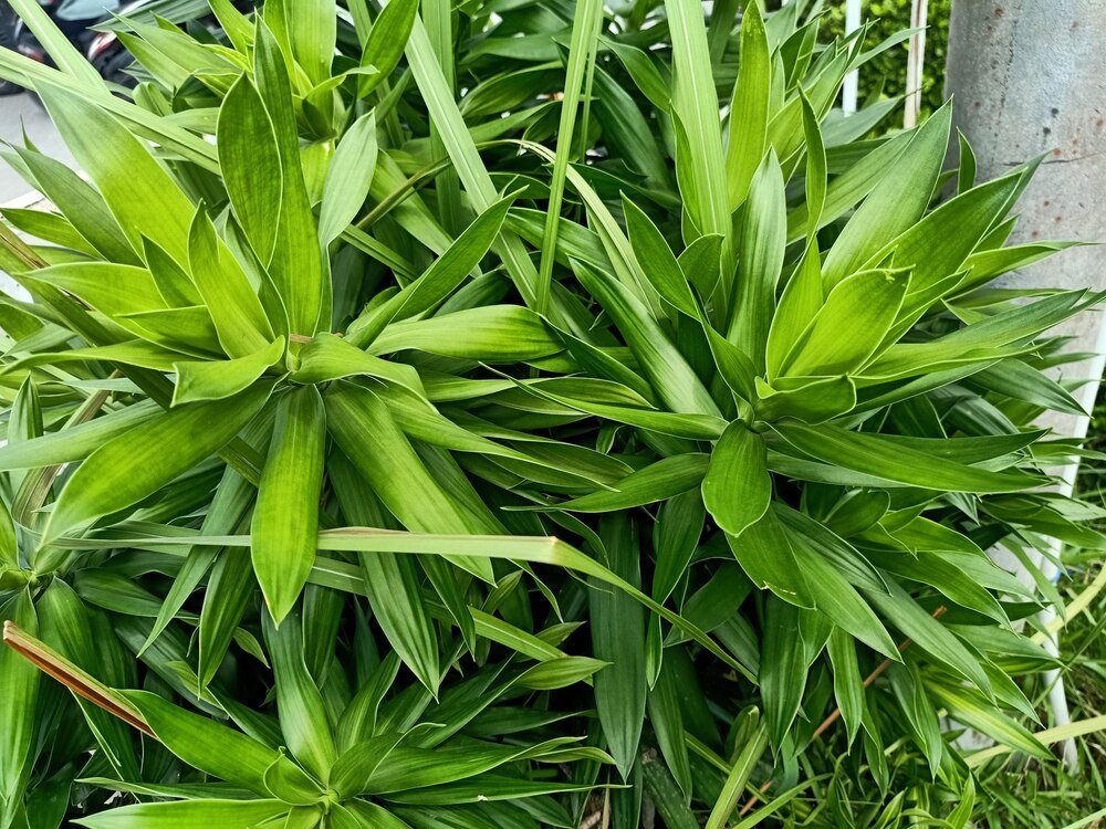 Trzmielina w ogrodzie: jak uprawiać, przycinać i dbać o krzewy