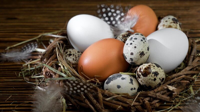 W jakim wieku kury znoszą jajka – od czego to zależy?