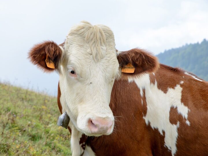 Wymarły przodek krowy – kim był?