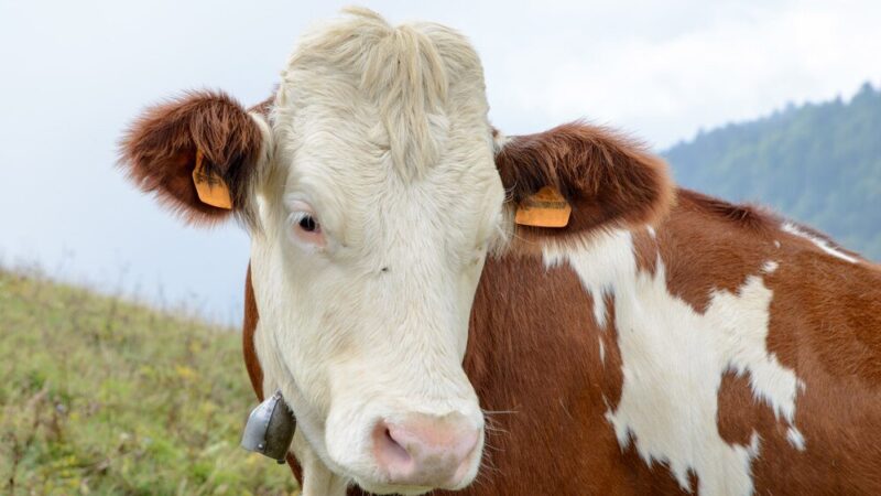 Wymarły przodek krowy – kim był?