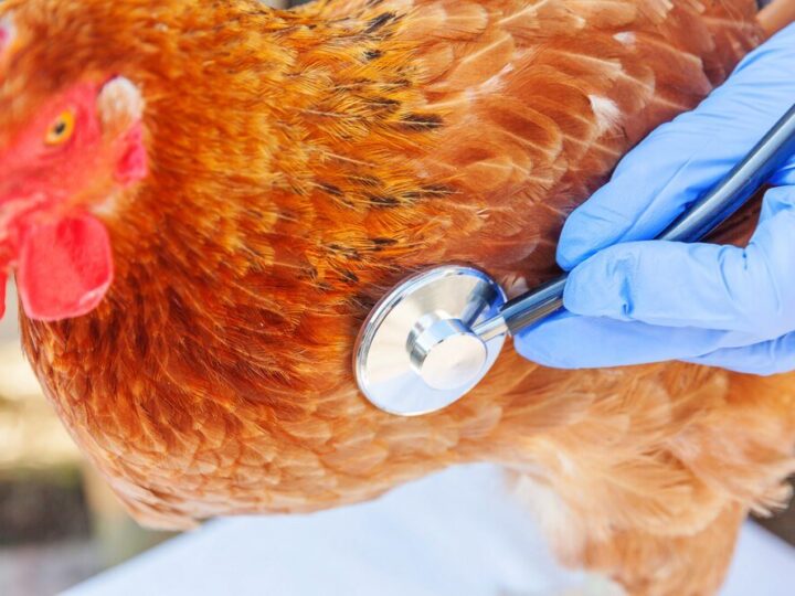Choroby kur niosek – jak rozpoznać i leczyć