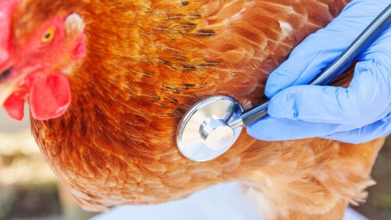 Choroby kur niosek – jak rozpoznać i leczyć