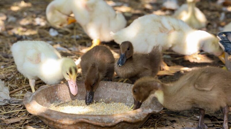 Co jedzą małe kaczki – żywienie piskląt krok po kroku