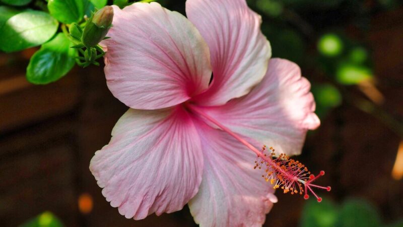 Co posadzić obok hibiskusa – praktyczne roślinne duety