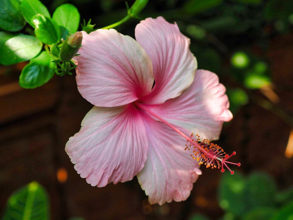 Co posadzić obok hibiskusa – praktyczne roślinne duety