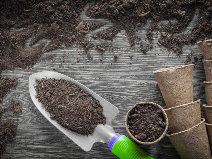 Co rośnie na ziemi torfowej – lista roślin i praktyczne wskazówki