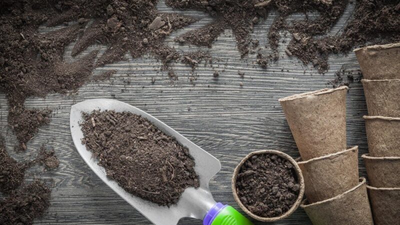 Co rośnie na ziemi torfowej – lista roślin i praktyczne wskazówki