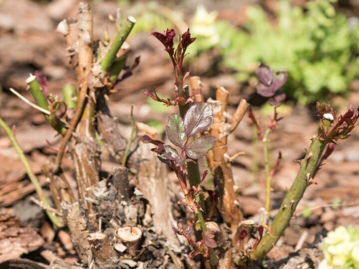 Co siać na 6 klasie ziemi – rośliny odporne na suszę