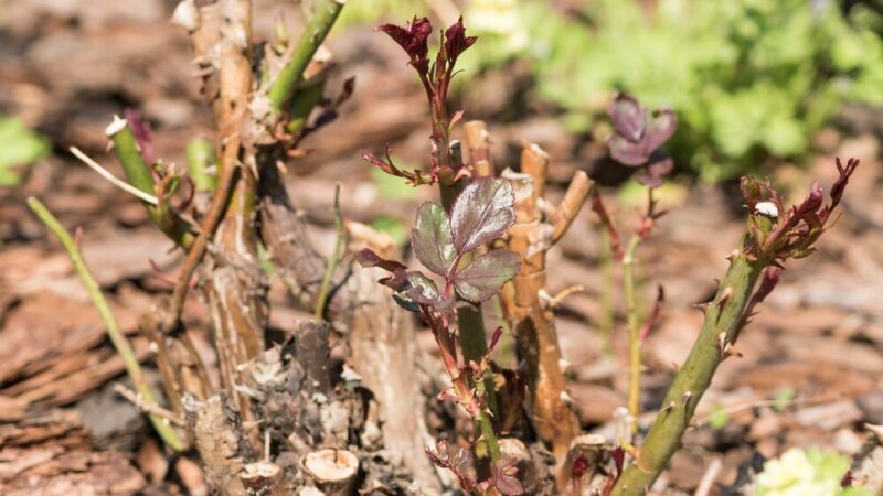 Co siać na 6 klasie ziemi – rośliny odporne na suszę
