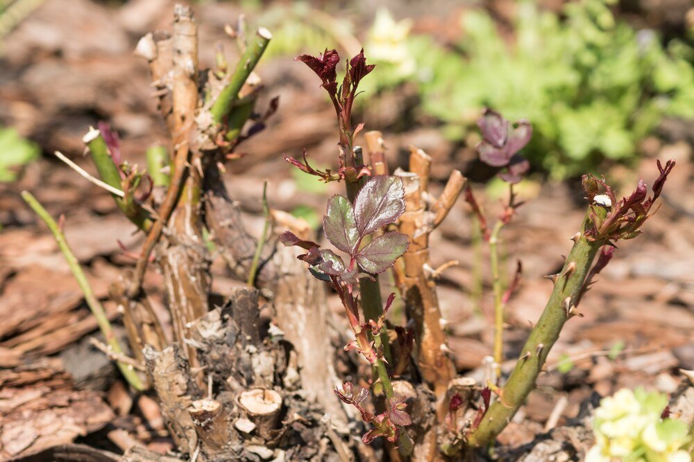 Co siać na 6 klasie ziemi – rośliny odporne na suszę