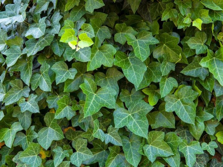 Czy bluszcz niszczy drzewo – fakty, mity i możliwe zagrożenia