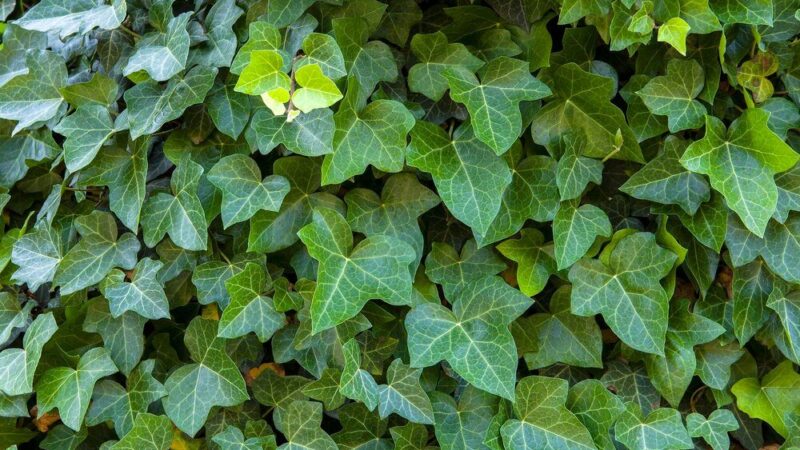 Czy bluszcz niszczy drzewo – fakty, mity i możliwe zagrożenia