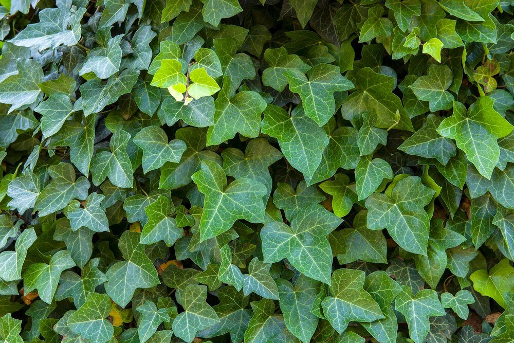 Czy bluszcz niszczy drzewo – fakty, mity i możliwe zagrożenia