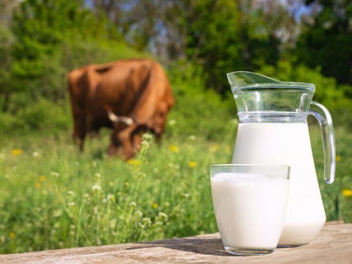 Czy krowy dają mleko cały czas – jak wygląda laktacja?