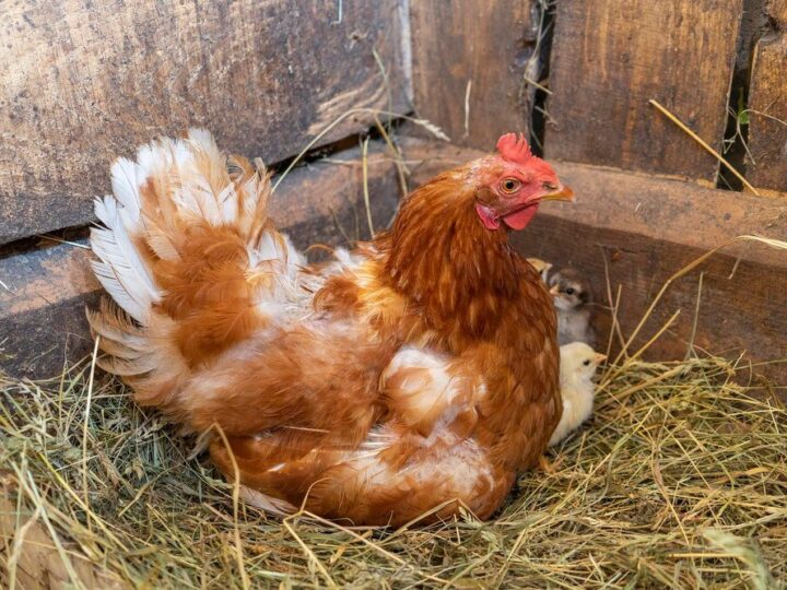 Czy kury mogą jeść mięso i czy to bezpieczne?