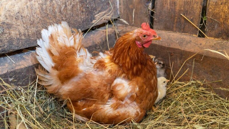 Czy kury mogą jeść mięso i czy to bezpieczne?