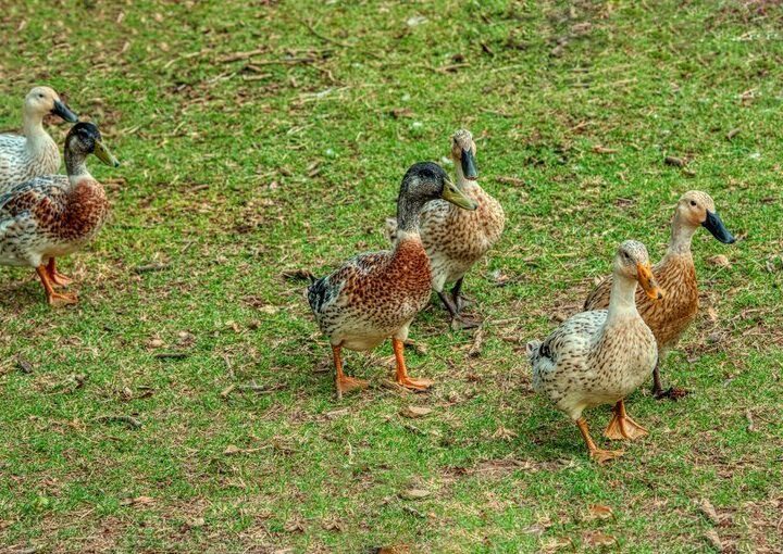 Czym karmić kaczki mulardy – praktyczny poradnik żywieniowy