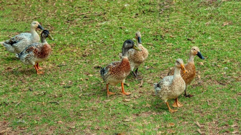 Czym karmić kaczki mulardy – praktyczny poradnik żywieniowy