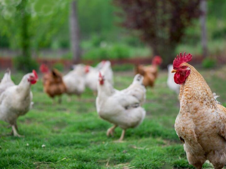 Dlaczego kury dziobią jajka i jak temu zapobiec?