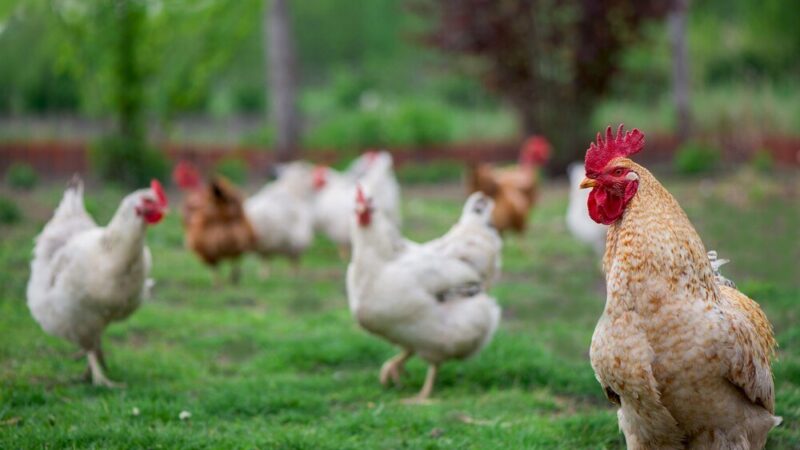 Dlaczego kury dziobią jajka i jak temu zapobiec?