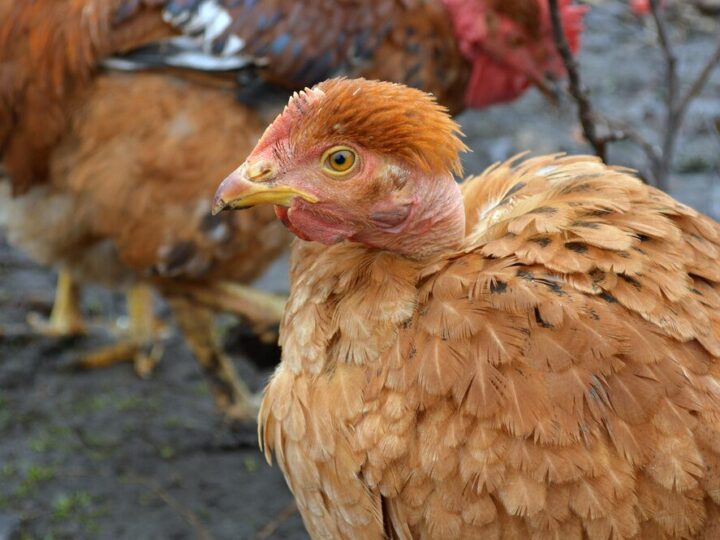 Dlaczego kury się dziobią – przyczyny i jak temu zapobiec