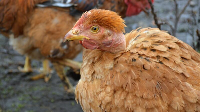 Dlaczego kury się dziobią – przyczyny i jak temu zapobiec