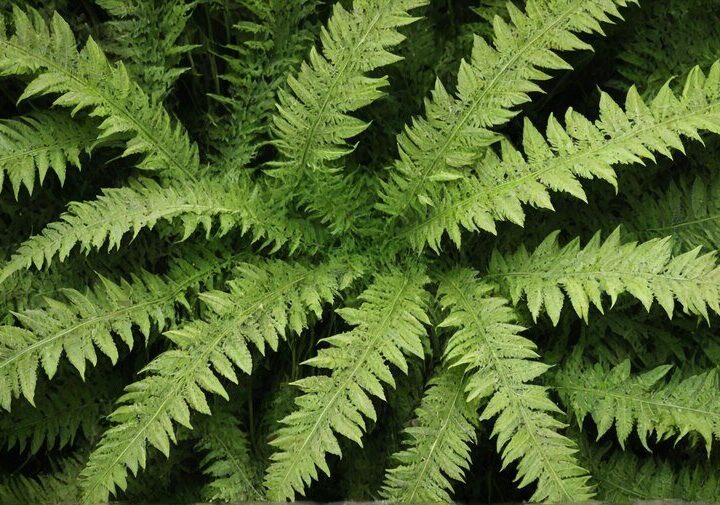 Do czego służą wąsy u paproci – budowa i znaczenie dla rośliny