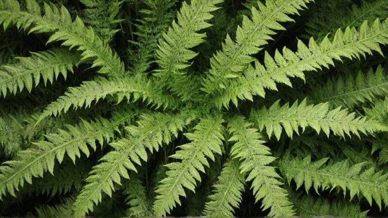 Do czego służą wąsy u paproci – budowa i znaczenie dla rośliny