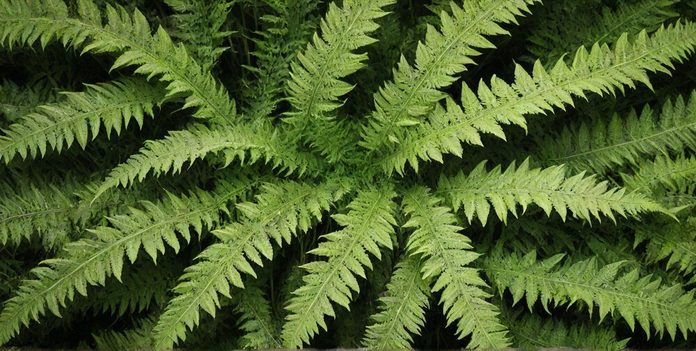 Do czego służą wąsy u paproci – budowa i znaczenie dla rośliny