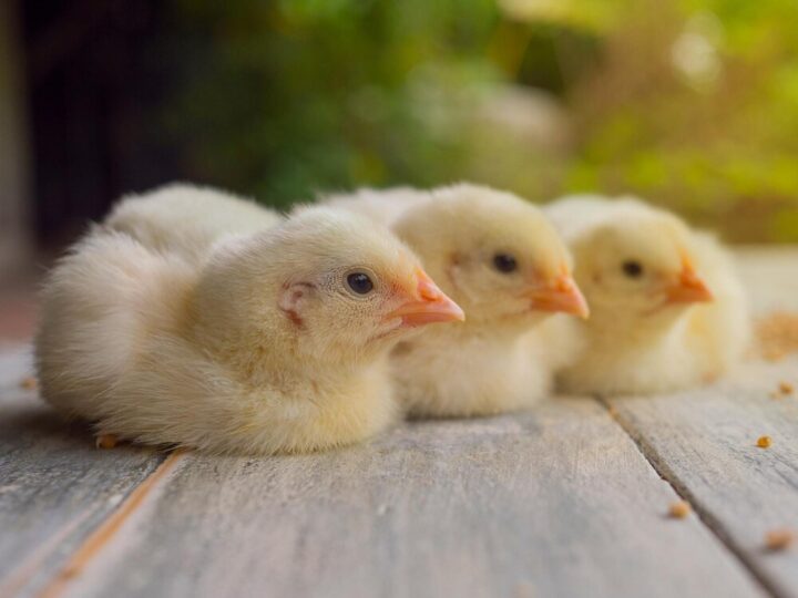 Gdzie kupić szczepionki dla kurcząt – legalne źródła i ceny